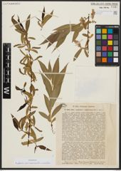 Foto von Salix acmophylla Boiss. x Salix alba L.